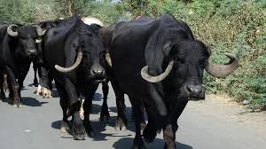 ccow