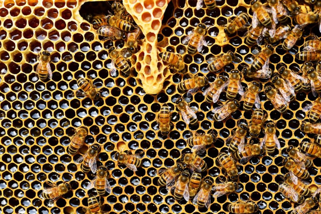queen-cup-honeycomb-honey-bee-new-queen-rearing-compartment-56876-56876 queen-cup-honeycomb-honey-bee-new-queen-rearing-compartment-56876-56876.jpg